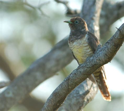 African Emerald Cuckoo – Holmen Birding Safaris