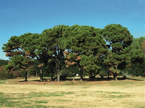 Pinus taeda - Trees and Shrubs Online