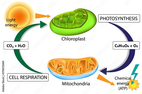 Photosynthesis and Cellular Respiration Stock Vector | Adobe Stock