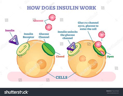 429 Insulin Receptor Images, Stock Photos & Vectors | Shutterstock