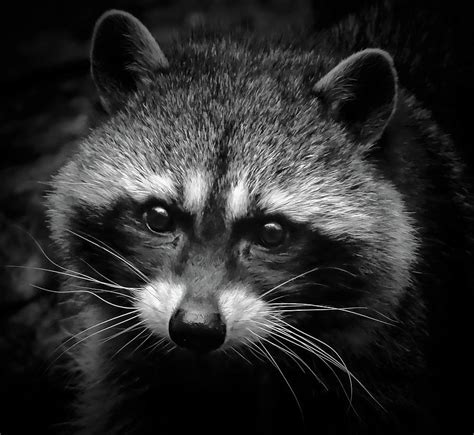 Raccoon Face Photograph by Athena Mckinzie - Fine Art America