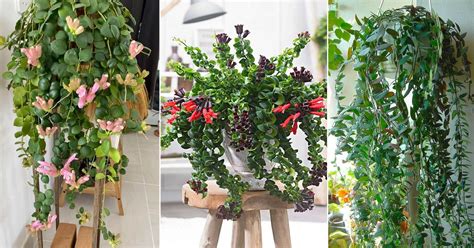 23 Different Types of Lipstick Plant Varieties | Balcony Garden Web