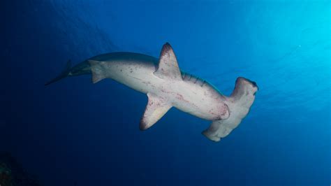 Scalloped Hammerhead | Sphyrna lewini | Shark Database