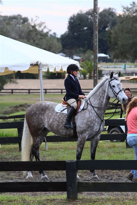 Just Jump It | Cheval gris, Animaux hilarants, Cheval