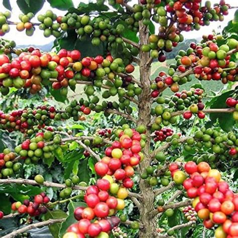 Organic Arabica Coffee Plant Seeds - Etsy