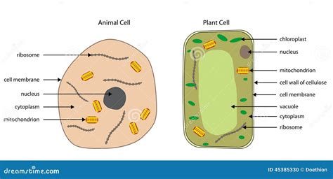 Top 123 + Plant and animal cell drawing - Lifewithvernonhoward.com