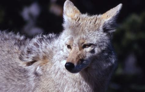 Coyotes Emerge as Coastal Predators | Coastal Review Online