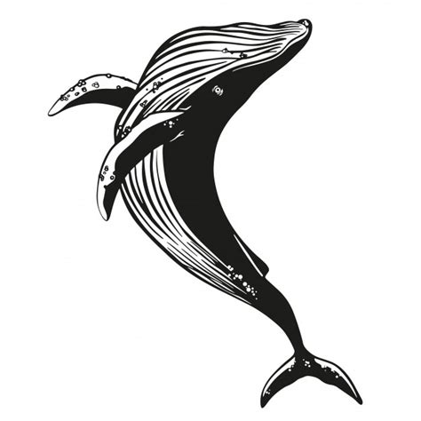 Whale Silhouette Vector at Vectorified.com | Collection of Whale Silhouette Vector free for ...