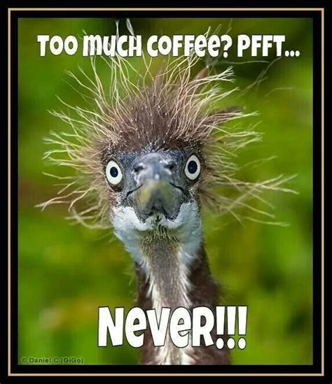 Too much Coffee? Pfft. . . Never! ! | Animals beautiful, Cute animals, Birds