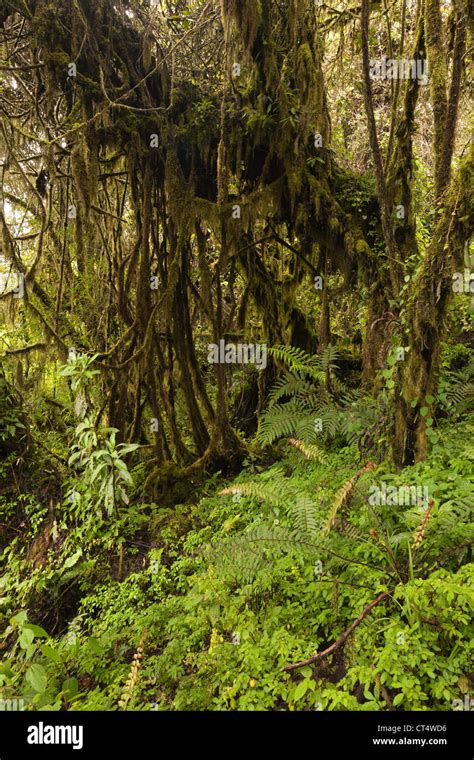 Yungas cloud forest hi-res stock photography and images - Alamy