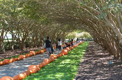 Dallas Arboretum | Dallas arboretum, Places to visit, Arboretum