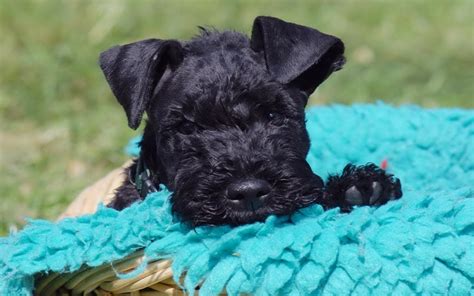 Kerry Blue Terrier Puppies Breed information & Puppies for Sale