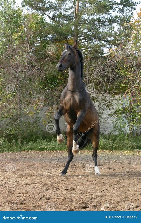 A Horse Standing On Two Legs Stock Image - Image: 813559