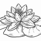 Water lily Coloring Pages Printable For Free Download sketch template