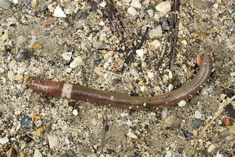 Research Update: Jumping Worms and Sleeping Cocoons | UW Arboretum