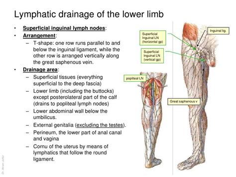 superficial inguinal nodes drains - Google Search | Lymphatic, Lymphatic system, Lymph drainage