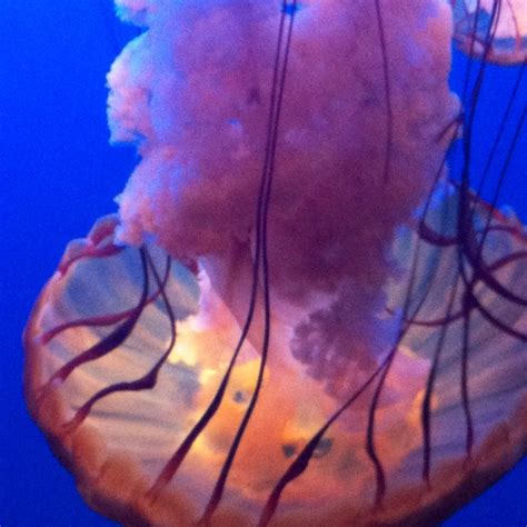 More jellyfish at Omaha Zoo! | Omaha zoo, Zoo, Animals