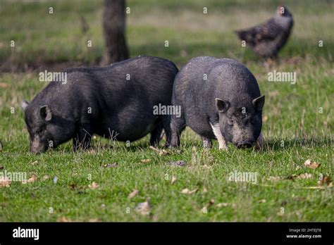 Shot of a bellied pigs eating grass Stock Photo - Alamy