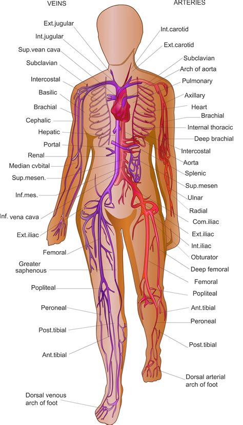 Veins And Arteries