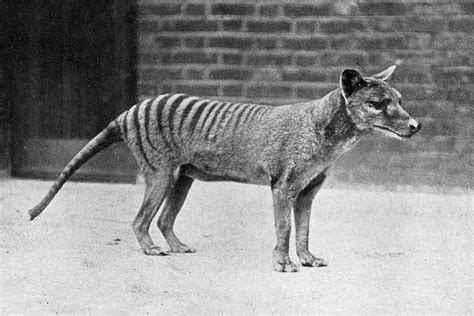 This De-Extinction Company Wants to Resurrect the Thylacine | WIRED