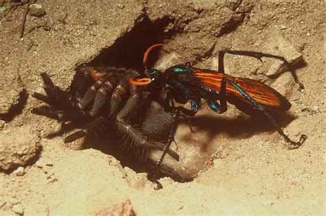 SDRP - Tarantula Hawk Wasp