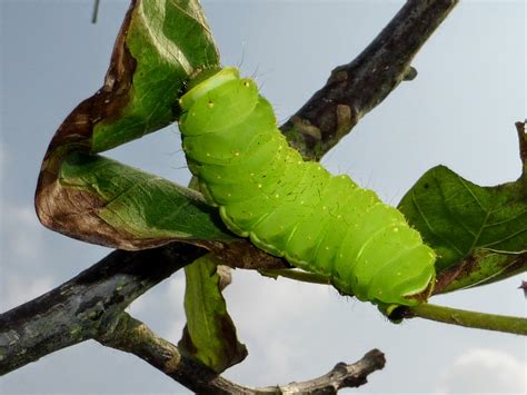 Silkmoths and more: Actias luna