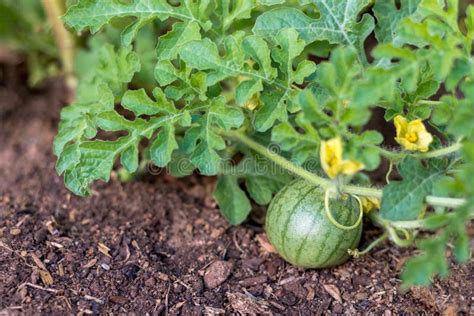 Organic watermelon vine stock photo. Image of juicy, horizontal - 66058568