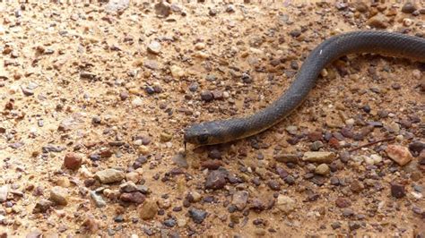 Eastern Brown Snake Bite