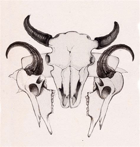 Bison Skull Drawing at GetDrawings | Free download