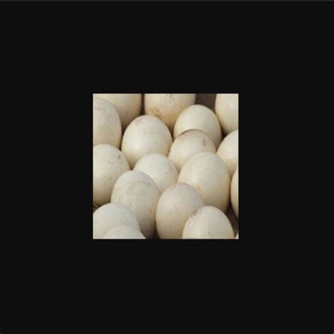 Buy Wholesale South Africa Ostrich Eggs & Ostrich Eggs at USD 450 ...