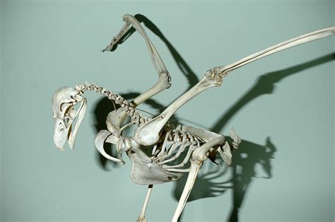 eagle skeleton | Skeleton, Eagle, Skelton