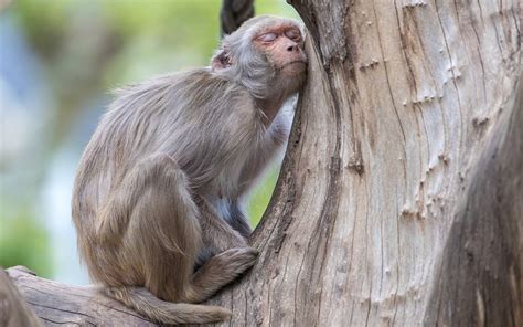 Monyet 'Albino' Langka Berkeliaran di Chon Buri, Mirip Legenda Raja Kera dari Tiongkok?