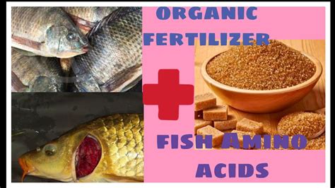 How to make fish Amino Acid (FAA) - YouTube