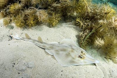 Western Shovelnose Ray | Sharks and Rays