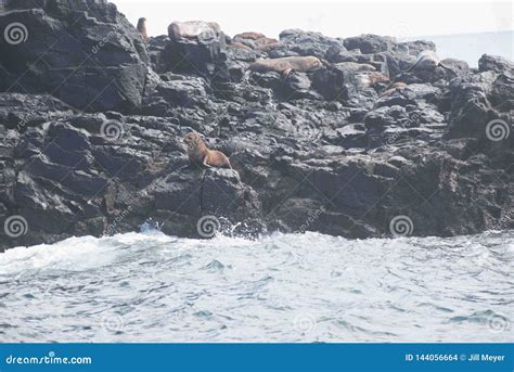 Seal Rock, Phillip Island, Australia Stock Photo - Image of phillip ...