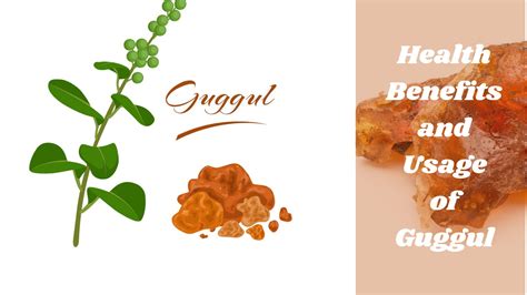 Guggul Extract 101 – Health Benefits, Usage, and Potential Side Effects