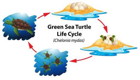 Green sea turtle life cycle 294812 Vector Art at Vecteezy