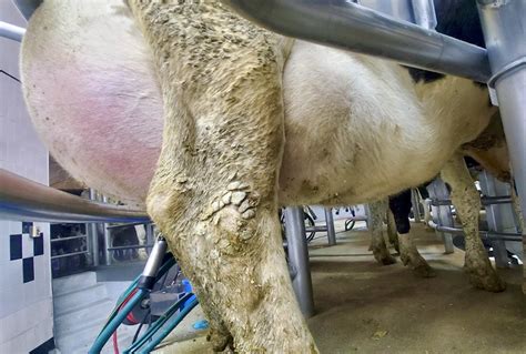 Udder edema puts dairy cows under pressure - Grainews