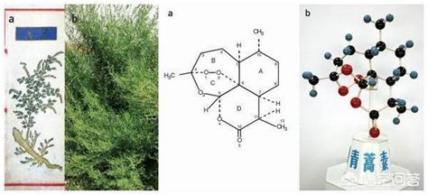 青蒿素究竟是个什么东西？_小城生活网