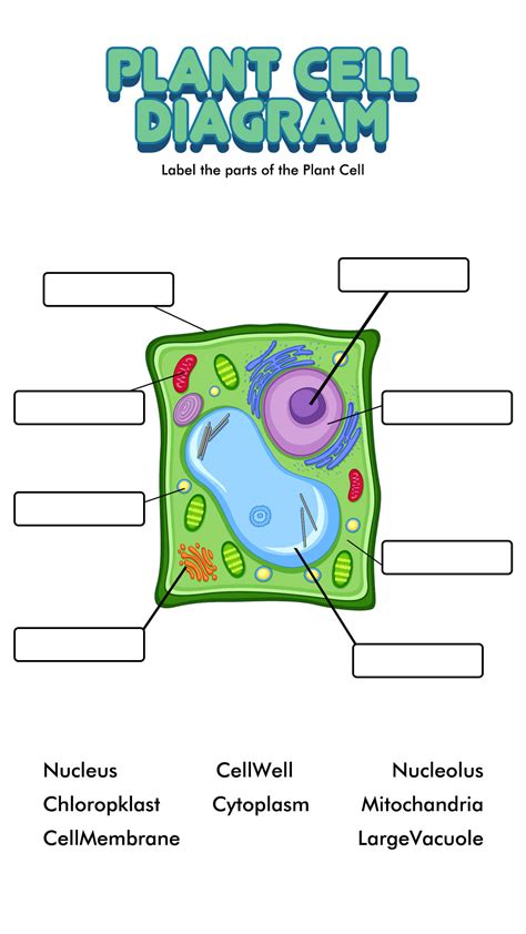 Plant and Animal Cell Worksheets 7th Grade | Cells worksheet, Plant and ...