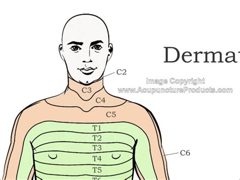 Dermatomes Of The Body Poster | Dermatome Map