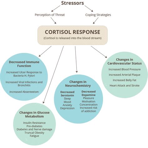 Cortisol Response ~ The synthesis of cortisol in the adrenal gland is ...