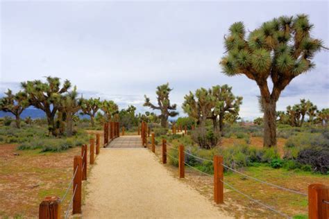 a dirt path with trees and grass in the background on an overcast day at joshua tree national park