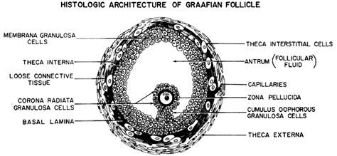 Follicle Growth and Development | GLOWM