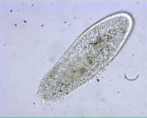 Microscope Paramecium Labelled Diagram : Paramecium Conjugation Nikon S ...