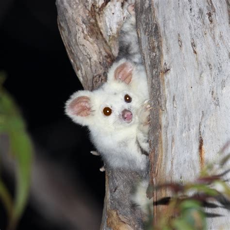 Study indicates majority of endangered greater glider habitat in QLD ...