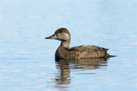 Common Scoter Bird Facts | Melanitta Nigra