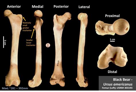 Black Bear Femur – OsteoID Bone Identification