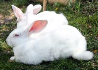 New Zealand White Rabbits