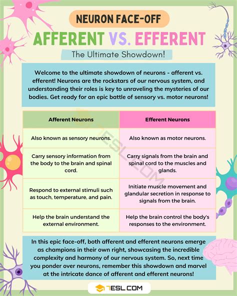 Afferent vs. Efferent: Understanding the Difference • 7ESL